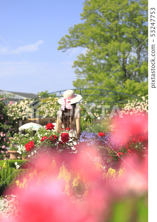 足利花卉公園玫瑰和婦女 53247753
