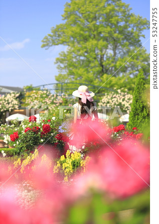 足利花卉公園玫瑰和婦女 53247755
