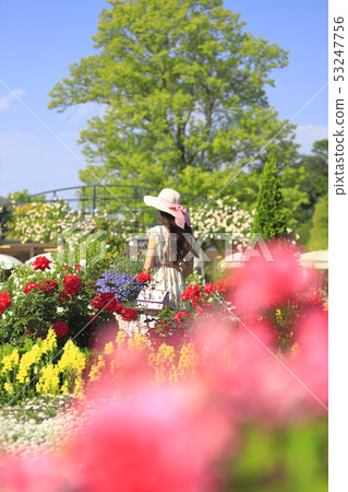 足利花卉公園玫瑰和婦女 53247756