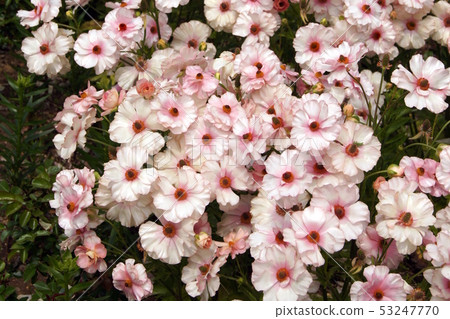 單花毛茛群（淺粉紅色） 53247770