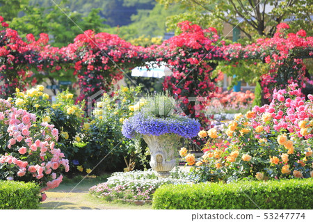 足利花卉公園玫瑰季 足利花卉公園玫瑰季 53247774