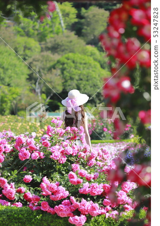 足利花卉公園玫瑰和婦女 足利花卉公園玫瑰和婦女 53247828