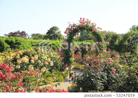 Ashikaga Flower Park Rose Season 53247859