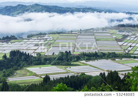 新潟縣小千谷市池田原來自信濃川和水稻種植剛剛結束的稻田的霧 53248085