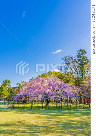 京都Kamigamo神社Saio Sakura 京都Kamigamo神社Saio Sakura 53248171
