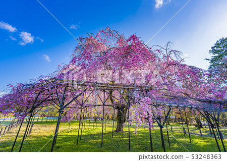Kyoto Kamigamo Shrine Saio Sakura 53248363