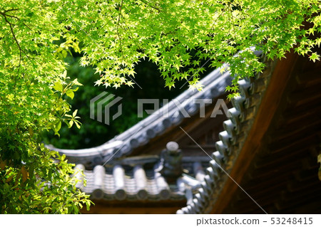 Beautiful fresh green of Matsuo-dera in Nara 4 53248415