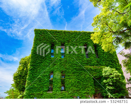 Green ivy covered buildings 53248731