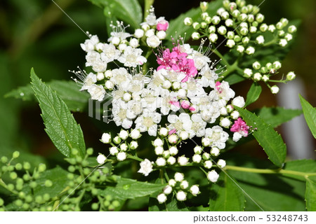 Shimotsuke blooming separately 53248743