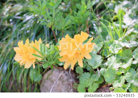 Renge azalea flower 53248935