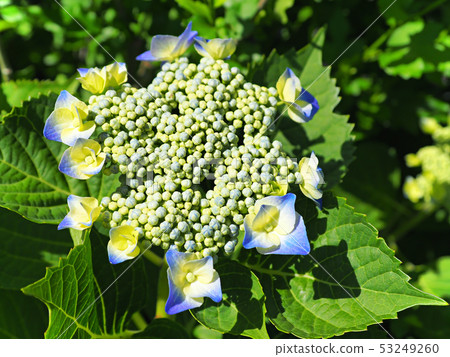 Hydrangea Hydrangea rainy season flower Hydrangea Hydrangea rainy season flower 53249260