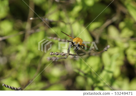 Friends of the suzumegau Are the feathers a transparent ose shika? (Face front) Friends of the suzumegau Are the feathers a transparent ose shika? (Face front) 53249471