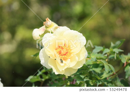 按鈕花 按鈕花 53249478