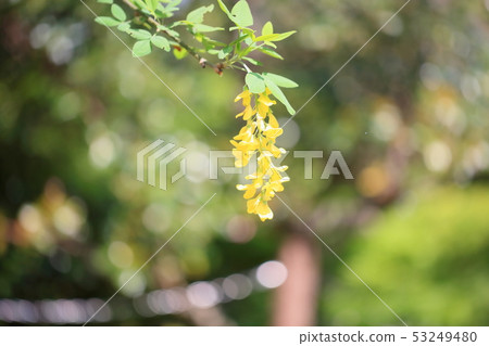國王紗麗花 國王紗麗花 53249480
