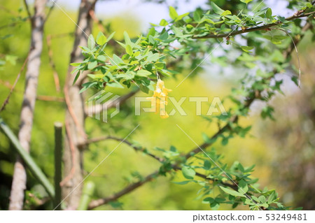 國王紗麗花 國王紗麗花 53249481