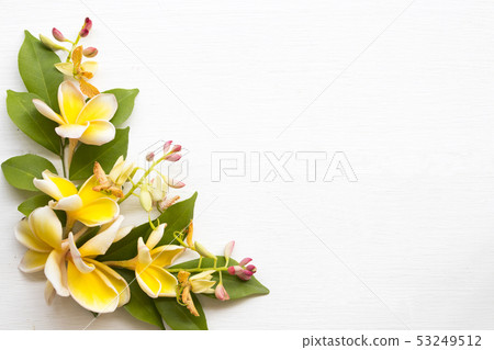 yellow flowers frangipani local flora of asia yellow flowers frangipani local flora of asia 53249512
