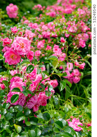 Rose of Kobe Suma Riyakyu Park Rose of Kobe Suma Riyakyu Park 53249540