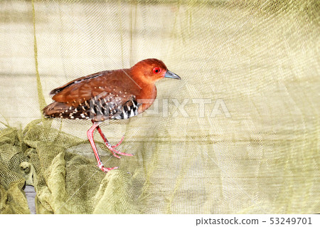 Birds are trap in the net. Birds are trap in the net. 53249701