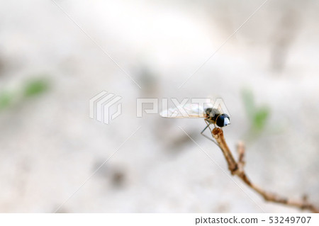 Beautiful blue and white fly perched on a branch 53249707