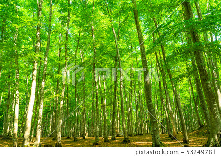 Fresh green and eco image 53249781