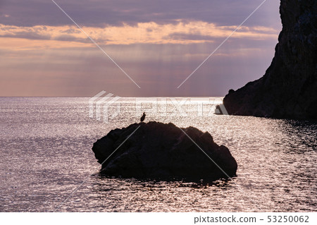 (Shizuoka Prefecture) Nishi Izu Unmi's rocky seabird 53250062