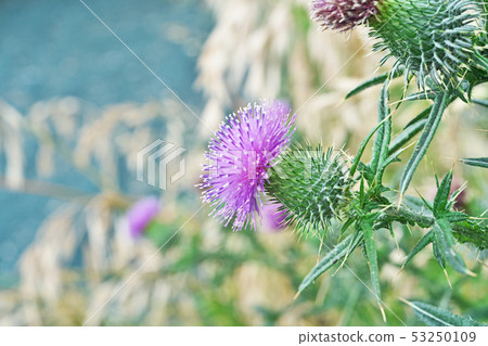 Early summer thistle flower 53250109