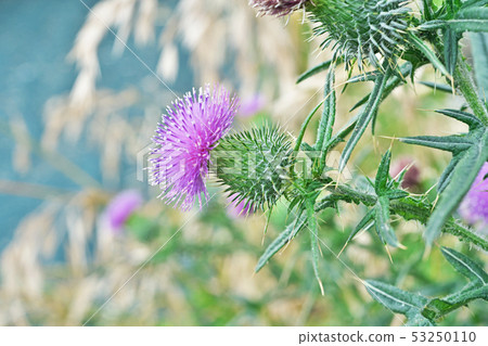 Early summer thistle flower 53250110