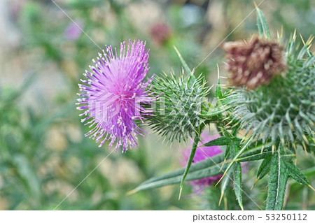 Early summer thistle flower 53250112