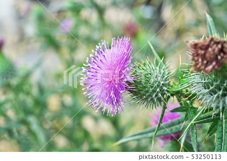 Early summer thistle flower 53250113