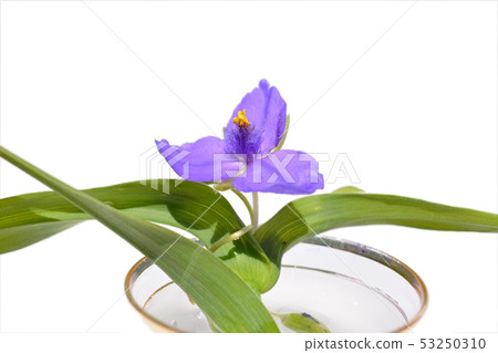 One orange cherry blossom, blue purple flower, image material, white background 53250310