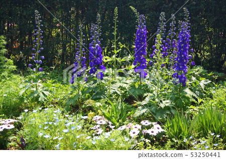 Cluster of Delphinium Cluster of Delphinium 53250441