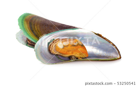 mussels an isolated on white background mussels an isolated on white background 53250541