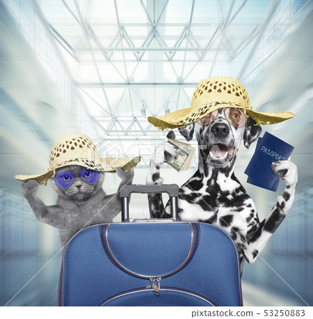 Dalmatian dog and cat wait at the airport with blue suitcase Dalmatian dog and cat wait at the airport with blue suitcase 53250883