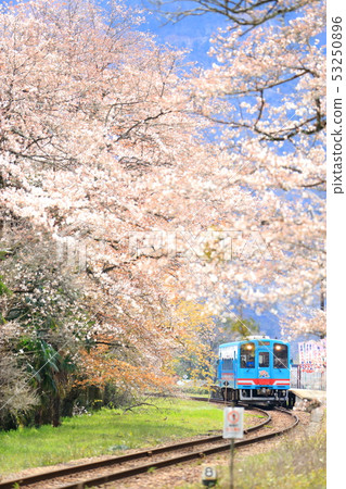 柴油車從櫻花盛開的車站出發 53250896