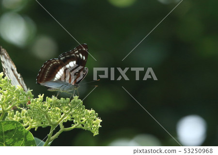 Creatures Insect Yaeyachimonji, male. There is a distinctive letter pattern on both sides of the brow Creatures Insect Yaeyachimonji, male. There is a distinctive letter pattern on both sides of the brow 53250968