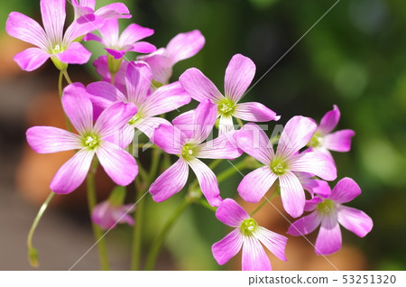 Murasaki Kabaki Flower Murasaki Kabaki Flower 53251320
