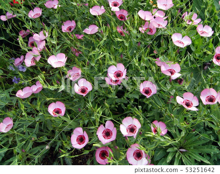 紅花（粉紅色） 53251642