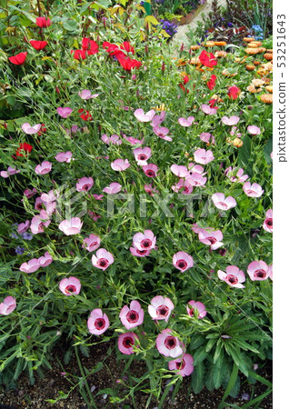 Safflower (Pink) 53251643