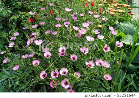 Safflower (Pink) 53251644