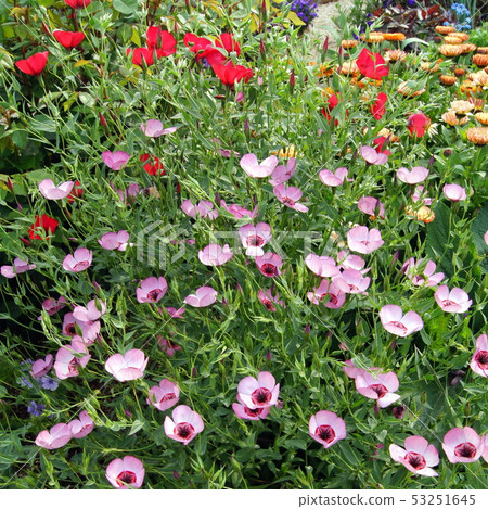 Safflower (Pink) 53251645