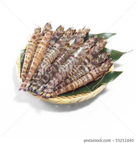 錯誤的甲蟲（不是巴拿馬蝦） 53251840