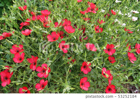 Safflower (scarlet flux) 53252184