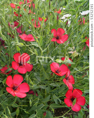 Safflower (scarlet flux) 53252191