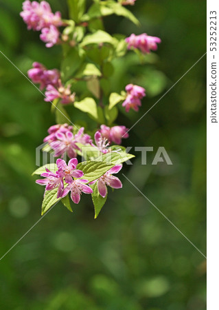粉紅色的蠑螈花 53252213