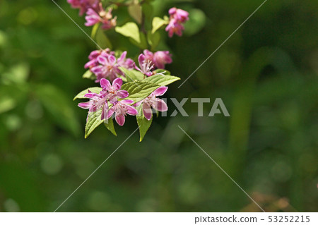 粉紅色的蠑螈花 粉紅色的蠑螈花 53252215