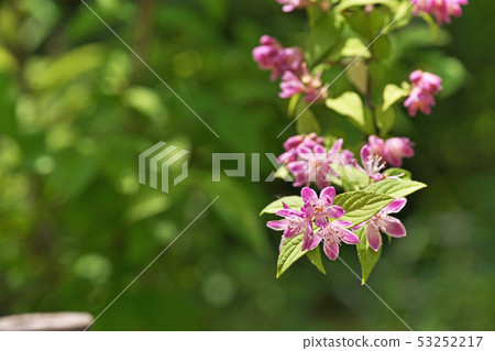 粉紅色的蠑螈花 53252217