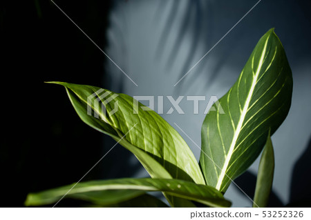 Dumb Cane or Dieffenbachia Tropical Green Leaf 53252326