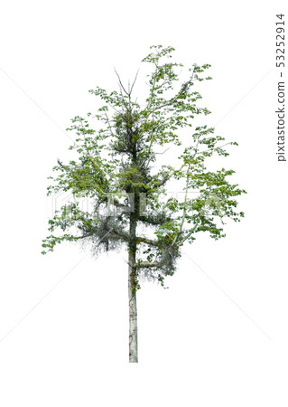 tree and leaf beautiful on white background 53252914