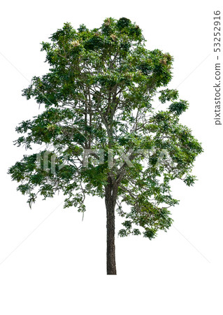 tree and leaf beautiful on white background 53252916