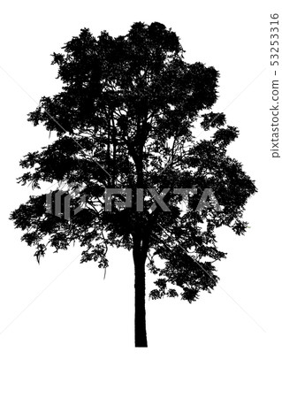 tree silhouettes beautiful on white background 53253316